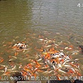 21中央大學餵魚.jpg
