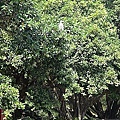 26中央大學白鷺鷥.jpg