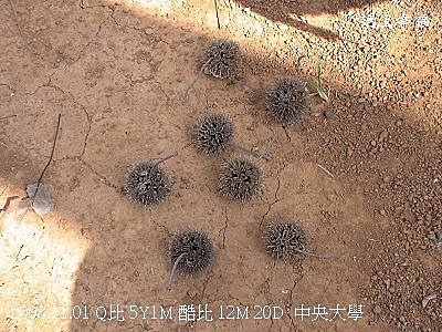 8中央大學楓樹種子.jpg