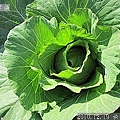 48 2010.12.19 快樂農場 11.jpg