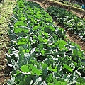 50 2010.12.19 快樂農場 09.jpg
