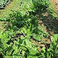 52 2010.12.19 快樂農場 07.jpg