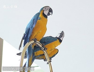 36凱撒.jpg