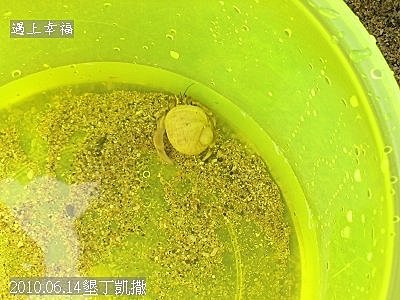 08 2010.06.14墾丁凱撒小灘上的寄
