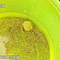 08 2010.06.14墾丁凱撒小灘上的寄