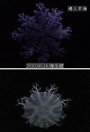 29 2010.06.14 海生館 .jpg