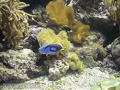 28 2010.06.14 海生館海膽偽裝 .jp