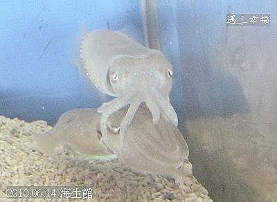25 2010.06.14 海生館 .jpg