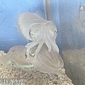 25 2010.06.14 海生館 .jpg