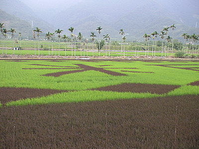 45關山米.jpg
