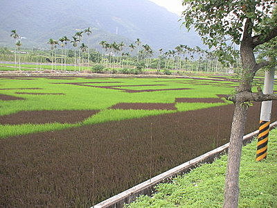 44關山米.jpg