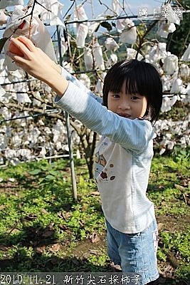 15 2010.11.21 新竹尖石採柿子 14.