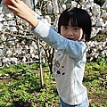 15 2010.11.21 新竹尖石採柿子 14.