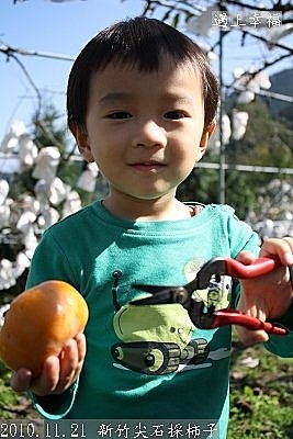 19 2010.11.21 新竹尖石採柿子 10.