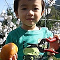 19 2010.11.21 新竹尖石採柿子 10.