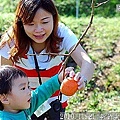 24 2010.11.21 新竹尖石採柿子 07-