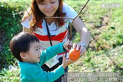 23 2010.11.21 新竹尖石採柿子 07.