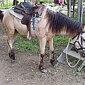 P1010014.jpg