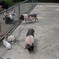 DSC00234.jpg