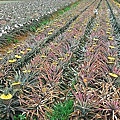 鳳梨田.jpg