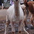 36-2012.02.04 天馬牧場16.jpg