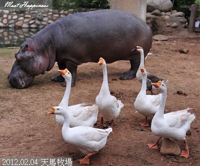 40-2012.02.04 天馬牧場12.jpg