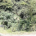28採柳丁 姑婆的果園 超窄的山路.j