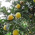 54 2010.12.05 虎姑婆的果園 20.jp