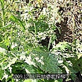 25蟲吃掉許多的山葵.jpg