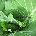 17 2010.12.05 虎姑婆的果園 36jpg