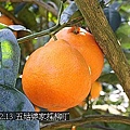 03採柳丁 Q比酷比到五姑婆的果園採