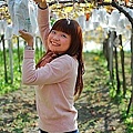 22 20100116 鎮雄葡萄園