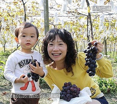 08 20100116 鎮雄葡萄園