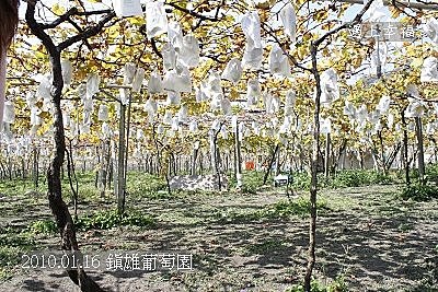05-1 20100116 鎮雄葡萄園
