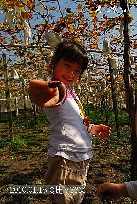 17 20100116 鎮雄葡萄園