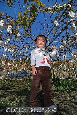 15 20100116 鎮雄葡萄園