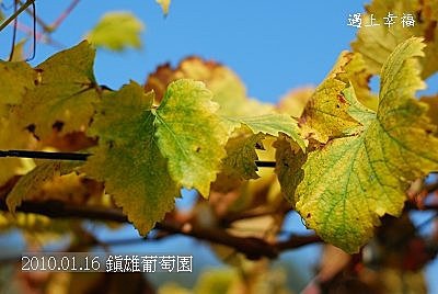 31 20100116 鎮雄葡萄園