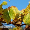 31 20100116 鎮雄葡萄園