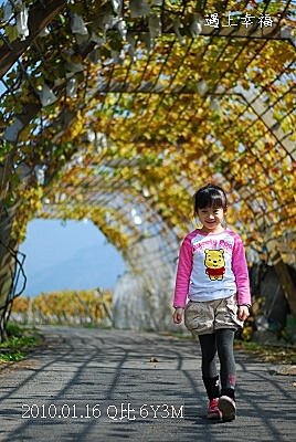 27 20100116 鎮雄葡萄園
