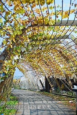 25 20100116 鎮雄葡萄園