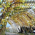 25 20100116 鎮雄葡萄園