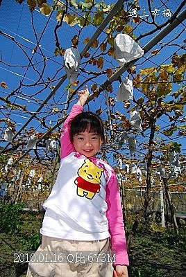 14 20100116 鎮雄葡萄園