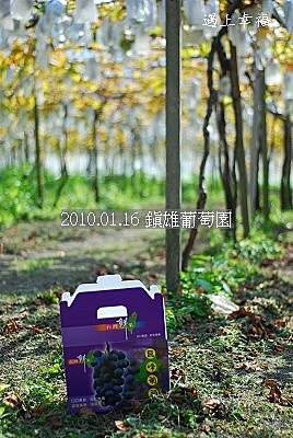 24 20100116 鎮雄葡萄園