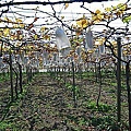 05-2 20100116 鎮雄葡萄園