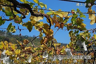 05-3 20100116 鎮雄葡萄園
