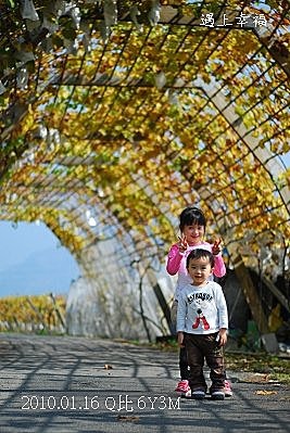 28 20100116 鎮雄葡萄園