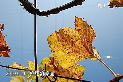 16 20100116 鎮雄葡萄園