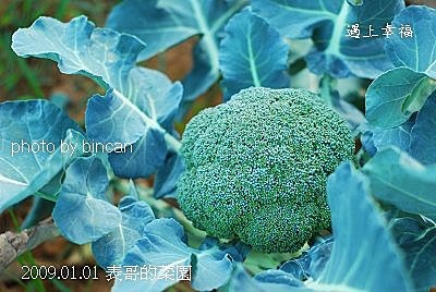 35表哥的菜園 花椰菜.jpg