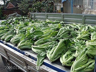 24表哥的菜園.jpg