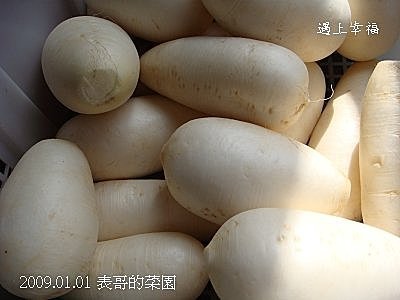 22表哥的菜園 白蘿蔔.jpg